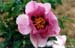 Rockii Päonie | Pfingstrose : HONG YUN